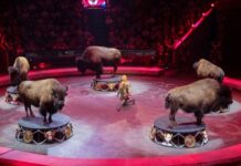 Сергей Собянин приглашает выбрать проект нового Московского цирка в Мневниковской пойме sergej sobyanin priglashaet vybrat proekt novogo moskovskogo czirka v mnevnikovskoj pojme-news-blog-ru-174379792000-0