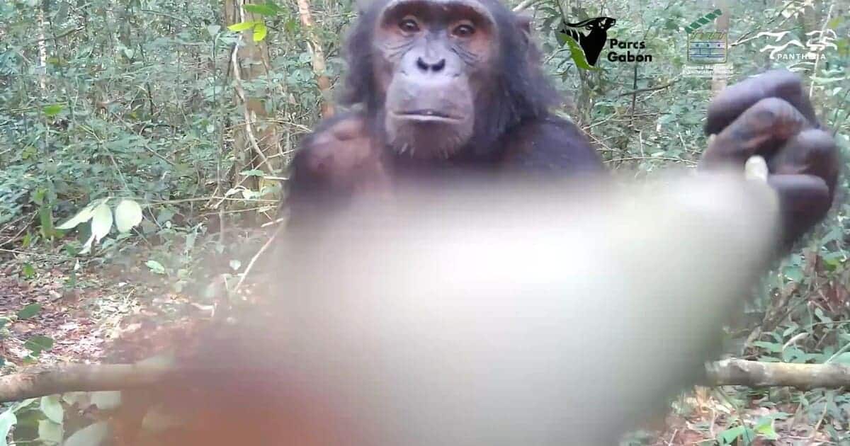 Скрытая камера запечатлела шимпанзе с орудием труда в естественной среде-0