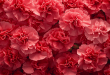 Советы по посеву гвоздик в апреле для цветения до первых морозов sovety po posevu gvozdik v aprele dlya czveteniya do pervyh morozov-news-blog-ru-174514680400-0