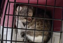 СпасРезерв спасает беременную кошку из шахты в Москве - история спасения spasrezerv spasaet beremennuyu koshku iz shahty v moskve istoriya spaseniya-news-blog-ru-174481711100-0