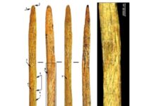 Уникальные находки неандертальцев Мезмайской пещеры поддержаны РНФ и учеными Петербурга unikalnye nahodki neandertalczev mezmajskoj peshhery podderzhany rnf i uchenymi peterburga-news-blog-ru-174595434800-0