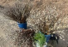 Владивосток готовится к Вербному Воскресенью - букеты украсят праздник vladivostok gotovitsya k verbnomu voskresenyu bukety ukrasyat prazdnik-news-blog-ru-174472192100-0