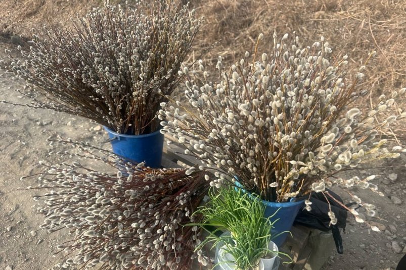 Большие пучки верб, в среднем, стоят по 150 рублей, маленькие — по 50 рублей Евгений Кулешов, ИА PrimaMedia.ru