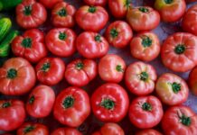 Владивосток встречает выходные с гастрономическими ярмарками для всей семьи vladivostok vstrechaet vyhodnye s gastronomicheskimi yarmarkami dlya vsej semi-news-blog-ru-174524255800-0