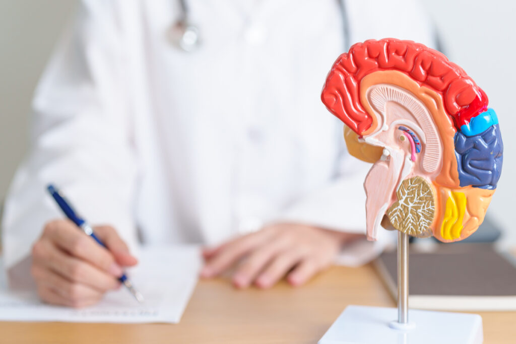 врач с моделью анатомии мозга человека и планшетом