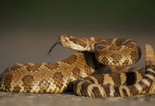 Змеи пробуждаются в Подмосковье и напоминают о безопасности в Москве WesternRattlesnakeCoiledWithRattleErectAndForkedTongueExtended