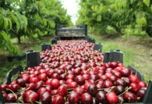 Александр Панченко из Agro and Food Communications прогнозирует падение цен на черешню в Крыму и Абхазии aleksandr panchenko iz prognoziruet padenie czen na chereshnyu v krymu i abhazii-news-blog-ru-174774956600-0