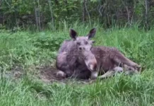 Андрей Самойлов спас лосенка и направился в национальный парк «Лосиный остров» andrej samojlov spas losenka i napravilsya v naczionalnyj park losinyj ostrov-news-blog-ru-174771910600-0