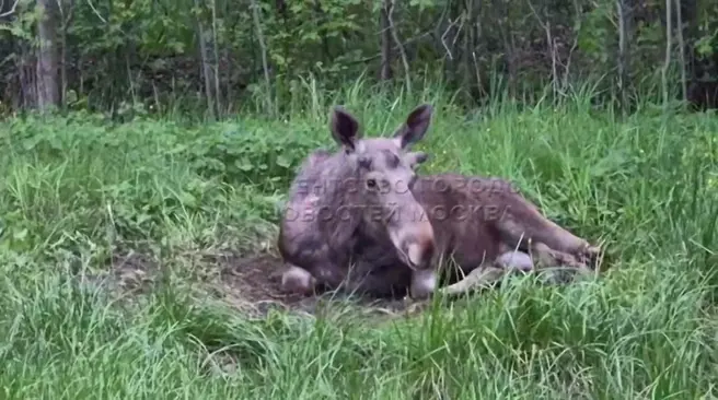 Сбитого лосенка смогли увезти с обочины только поздно вечером | Источник: Агентство «Москва» / T.me