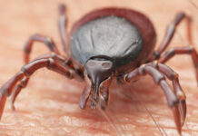 Эксперт Гемотест Александр Филёв объясняет безопасное извлечение клеща ekspert gemotest aleksandr filyov obyasnyaet bezopasnoe izvlechenie kleshha-news-blog-ru-174616349900-0