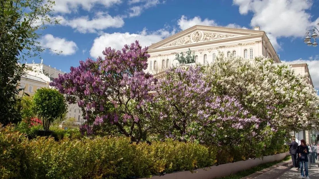 Москва превращается в цветущий маршрут: фестиваль «Сады и цветы» продолжает работу