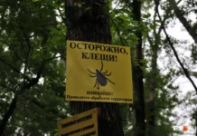 Григорий Оленев из Института экологии УрО РАН объясняет, как клещи захватывают города grigorij olenev iz instituta ekologii uro ran obyasnyaet kak kleshhi zahvatyvayut goroda-news-blog-ru-174824673000-0