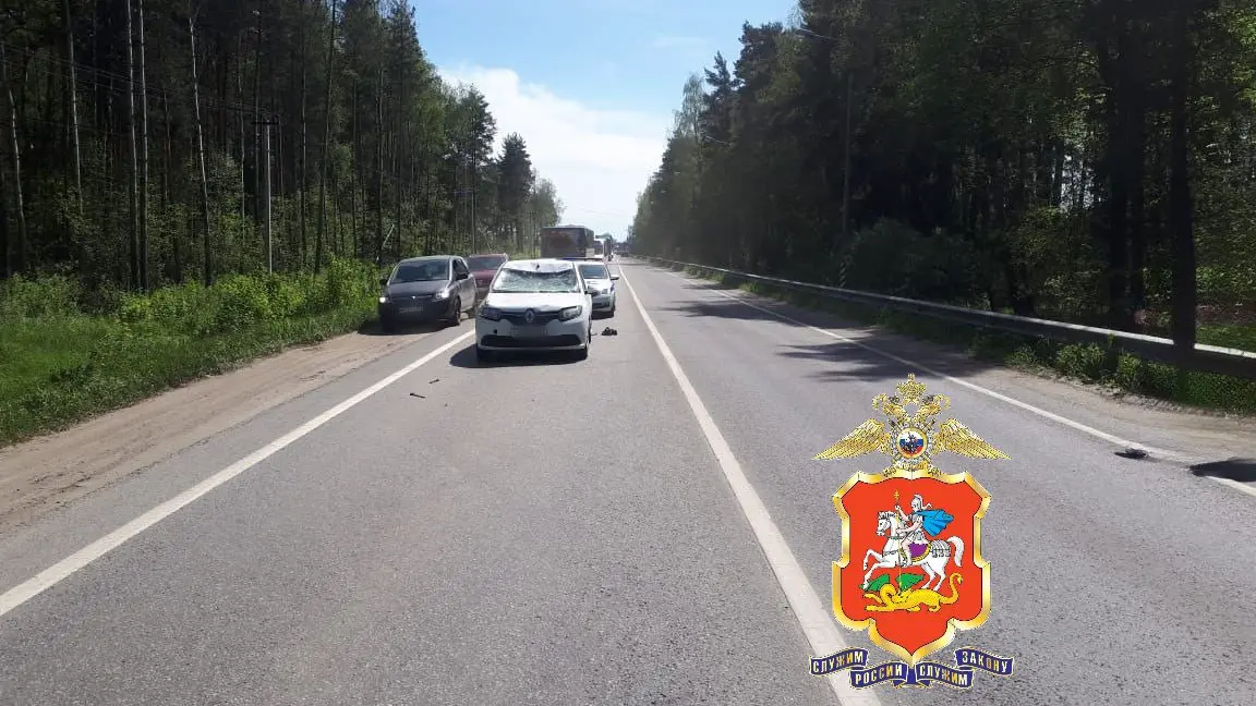 Полиция начала проверку после ДТП с лосем на трассе в Подмосковье