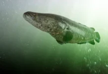 Хабаровский рыболов поймал редкого змееголова в реке Тунгуска habarovskij rybolov pojmal redkogo zmeegolova v reke tunguska-news-blog-ru-174793721900-0