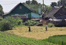 igor pozdnyakov delitsya sovetami po bezopasnomu vyrashhivaniyu rastenij i gribov-news-blog-ru-174624253000-0