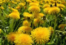 Ирина Розанцева делится секретами использования одуванчика для здоровья и красоты irina rozanczeva delitsya sekretami ispolzovaniya oduvanchika dlya zdorovya i krasoty-news-blog-ru-174762994200-0