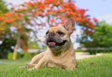 Исследование Будапештского университета имени Этвеша Лорана о собаках в семье issledovanie budapeshtskogo universiteta imeni etvesha lorana o sobakah v seme-news-blog-ru-174791054400-0