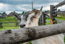 Исследование ВЦИОМ и Россельхозбанка показывает, что россияне мечтают о фермерском отдыхе issledovanie vcziom i rosselhozbanka pokazyvaet chto rossiyane mechtayut o fermerskom otdyhe-news-blog-ru-174836644600-0