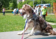 Наталья Сергунина и Российская кинологическая федерация приглашают в Москву на уникальные события natalya sergunina i rossijskaya kinologicheskaya federacziya priglashayut v moskvu na unikalnye sobytiya-news-blog-ru-174789495600-0