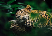 Нилам Бора и Индийский лесной департамент принимают меры после трагедии в Уттаракханде nilam bora i indijskij lesnoj departament prinimayut mery posle tragedii v uttarakhande-news-blog-ru-174650657300-0