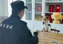 Ольга Долголева и Microsoft Teams обсуждают ключевые события АСВ olga dolgoleva i obsuzhdayut klyuchevye sobytiya asv-news-blog-ru-174647241600-0