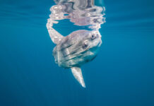 Райли Айзекс из Миссури достигла рекордов в боуфишинге и вдохновила многих AMolaMolaOrSunfishTakenInOpenOceanIn