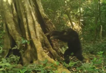 Шимпанзе в Гвинее-Бисау демонстрируют уникальную культуру общения с камнями shimpanze v gvineebisau demonstriruyut unikalnuyu kulturu obshheniya s kamnyami-news-blog-ru-174832803100-0