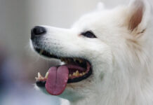 Срочное предупреждение для владельцев собак в Подмосковье от кинологов Выставка собак всех пород Евразия 2024 в МВЦ Крокус Экспо