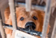 УМВД России по городу Артёму и Следком активно защищают права животных и граждан umvd rossii po gorodu artyomu i sledkom aktivno zashhishhayut prava zhivotnyh i grazhdan-news-blog-ru-174733215800-0