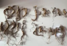 Уссурийская таможня не позволила контрабанде женьшеня попасть в Китай ussurijskaya tamozhnya ne pozvolila kontrabande zhenshenya popast v kitaj-news-blog-ru-174801804500-0