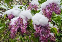 В Москве ожидается динамичная погода с изменениями до 8 мая v moskve ozhidaetsya dinamichnaya pogoda s izmeneniyami do 8 maya-news-blog-ru-174619452100-0