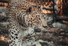 В Уттаракханд произошел трагический случай с нападением леопарда на ребенка Нилам Бора v uttarakhand proizoshel tragicheskij sluchaj s napadeniem leoparda na rebenka nilam bora-news-blog-ru-174649843800-0