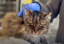 В Юте кошка по имени Мираж выжила после падения с высоты 115 метров v yute koshka po imeni mirazh vyzhila posle padeniya s vysoty 115 metrov-news-blog-ru-174618421000-0