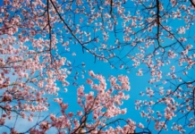 Владивосток, Уссурийск и Находка ждут теплую и солнечную погоду 13 мая vladivostok ussurijsk i nahodka zhdut tepluyu i solnechnuyu pogodu 13 maya-news-blog-ru-174716090300-0