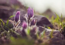 Во Владивостоке и Приморье ожидаются тёплая волна и кратковременные дожди vo vladivostoke i primore ozhidayutsya tyoplaya volna i kratkovremennye dozhdi-news-blog-ru-174716126200-0