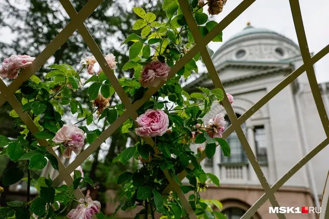 Пышные кусты растут вокруг Колоннады музея | Источник: Юлия Морозова / MSK1.RU