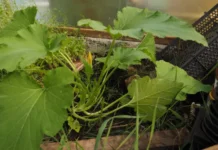 Ирина Прокудина делится секретами борьбы с вредителями в саду irina prokudina delitsya sekretami borby s vreditelyami v sadu-news-blog-ru-0