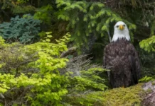 Как новый лес размером с материк помогает спасать климат от выбросов kak novyj les razmerom s materik pomogaet spasat klimat ot vybrosov-news-blog-ru-0