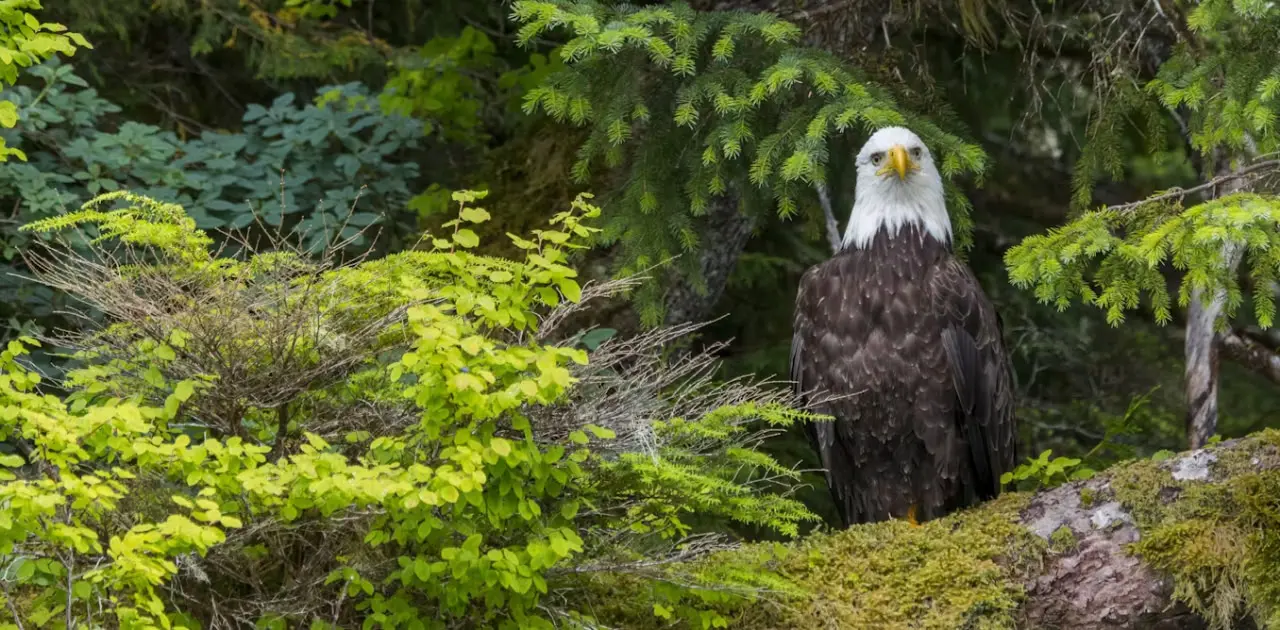 Как новый лес размером с материк помогает спасать климат от выбросов-0