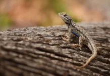 Павел Глазков прогнозирует рост популяции ящериц в Москве и Подмосковье pavel glazkov prognoziruet rost populyaczii yashhericz v moskve i podmoskove-news-blog-ru-174893339600-0