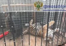 Спасение тигренка в СНТ "Мираж" с участием Росприроднадзора и Светланы Акуловой spasenie tigrenka v snt mirazh s uchastiem rosprirodnadzora i svetlany akulovoj-news-blog-ru-0