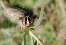 Ученые СО РАН и РНФ прогнозируют влияние непарного шелкопряда на леса Сибири uchenye so ran i rnf prognoziruyut vliyanie neparnogo shelkopryada na lesa sibiri-news-blog-ru-0