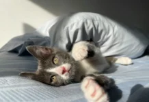 Университет Конкордия исследует, как петфлюенсеры создают позитив в соцсетях universitet konkordiya issleduet kak petflyuensery sozdayut pozitiv v soczsetyah-news-blog-ru-0