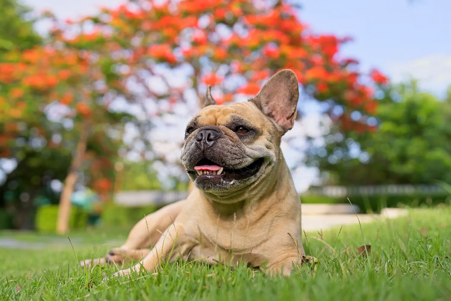 Университет Мельбурна исследует, как собаки общаются с людьми без слов-0