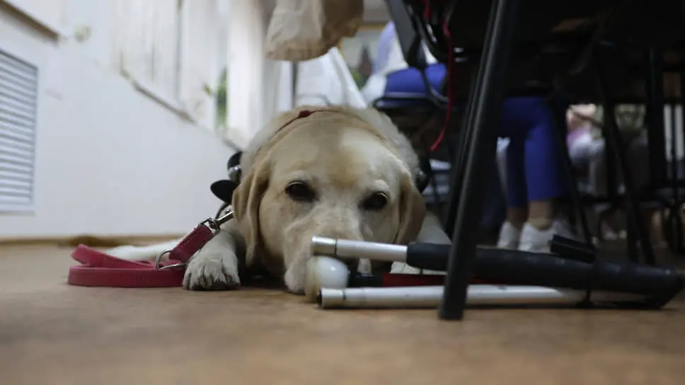 Всероссийское общество слепых поддерживает владельцев собак-проводников под руководством Ирины Сумароковой и Юлии Пашковой-0