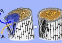 Ари Пекка Мяонен о восстановлении перидермы у Arabidopsis thaliana ari pekka myaonen o vosstanovlenii peridermy u -news-blog-ru-0