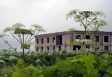 Госдума начинает активную борьбу с борщевиком Сосновского gosduma nachinaet aktivnuyu borbu s borshhevikom sosnovskogo-news-blog-ru-0