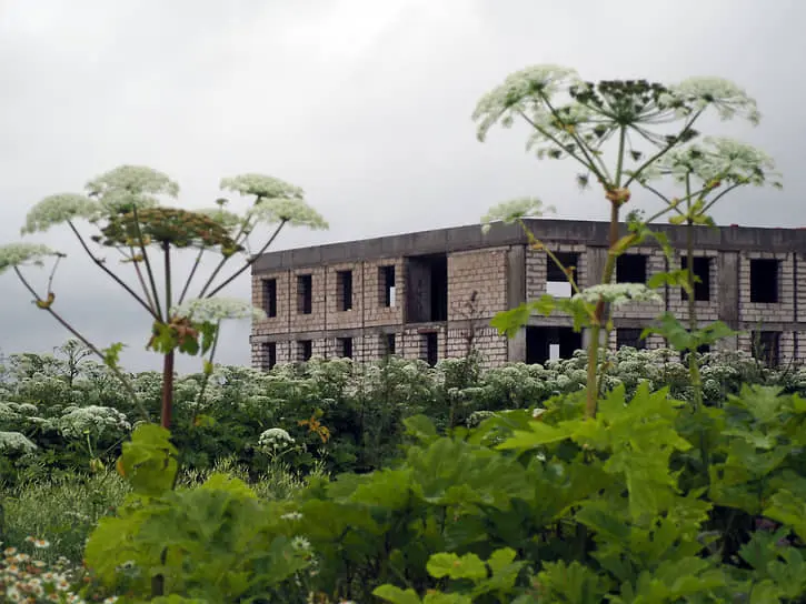 Госдума начинает активную борьбу с борщевиком Сосновского-0