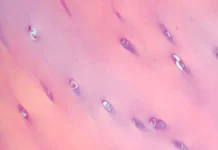 Хондросферы от Сеченовского Университета и АО «Генериум» открывают возможности для регенерации хряща hondrosfery ot sechenovskogo universiteta i ao generium otkryvayut vozmozhnosti dlya regeneraczii hryashha-news-blog-ru-0