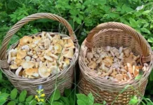 Никита Комиссаров рассказывает о сборе грибов Подмосковья в сезоне nikita komissarov rasskazyvaet o sbore gribov podmoskovya v sezone-news-blog-ru-0